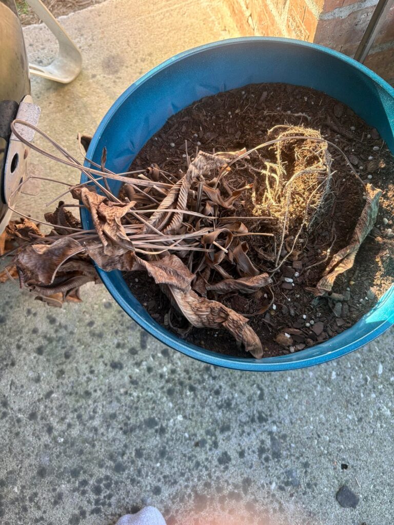Peacock Plant