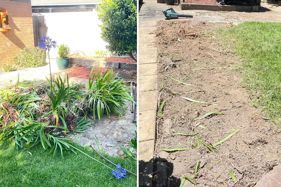 Left, the agapanthus after JJ started the removal process. Right, all of the agapanthus removed from the backyard.