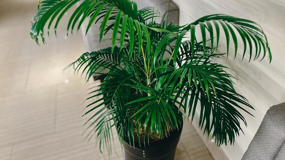 Chamaedorea Seifrizii palm plant in a sleek black pot, placed indoors near textured sofas. A perfect tropical accent for modern interiors, wellness spaces, or eco-inspired design visuals.