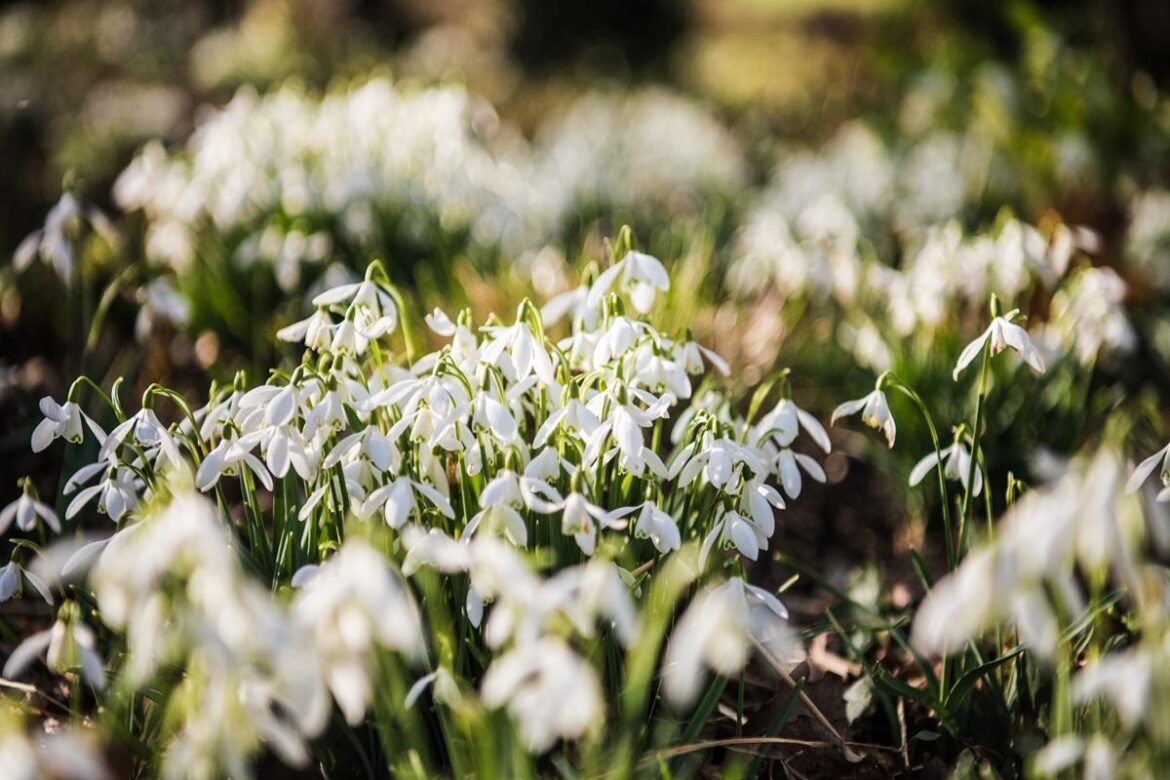 Yeo Valley Organic Garden to open early for winter event Yeo Valley Organic Garden to open early for winter event