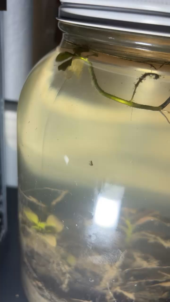 What is this little spaz, looks like a cricket almost