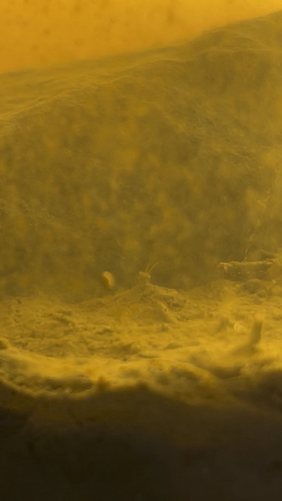 Need help identifying!