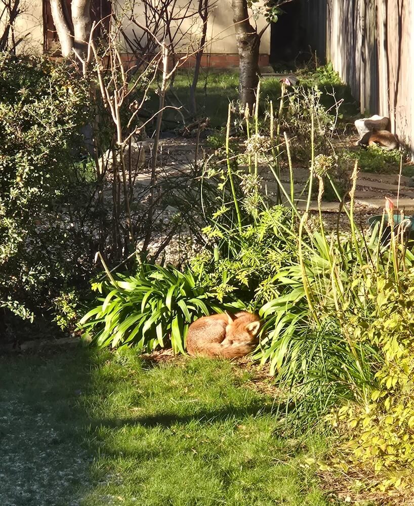 One gardener experienced the perks of a native garden when they found two local foxes cozying up in their backyard.