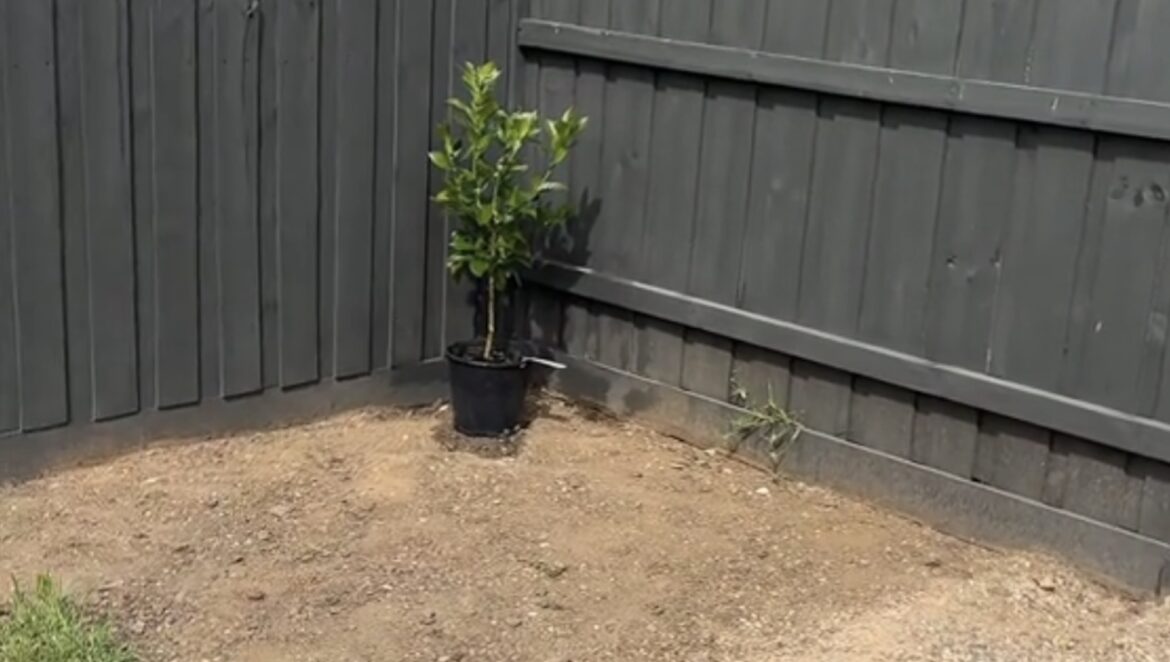 Gardener shares incredible before-and-after footage of backyard transformation: ‘Looks unreal’ One homeowner shared her incredible gardening transformation on TikTok, inspiring thousands of viewers.