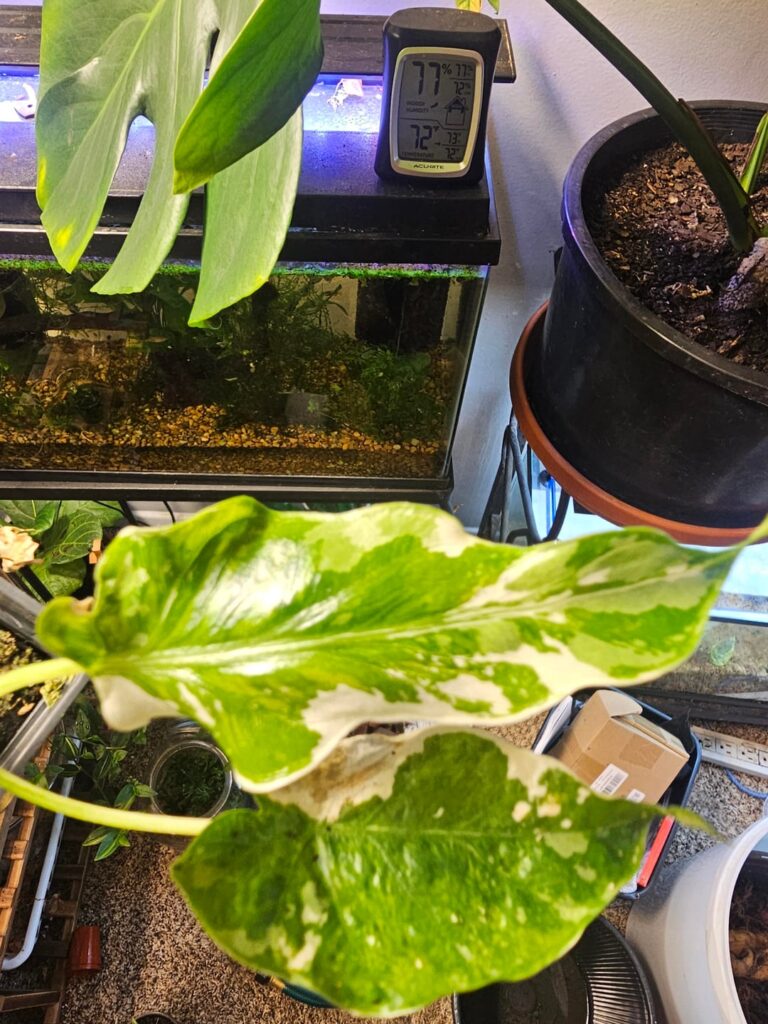 Alocasia gageana albo strange mutated leaf