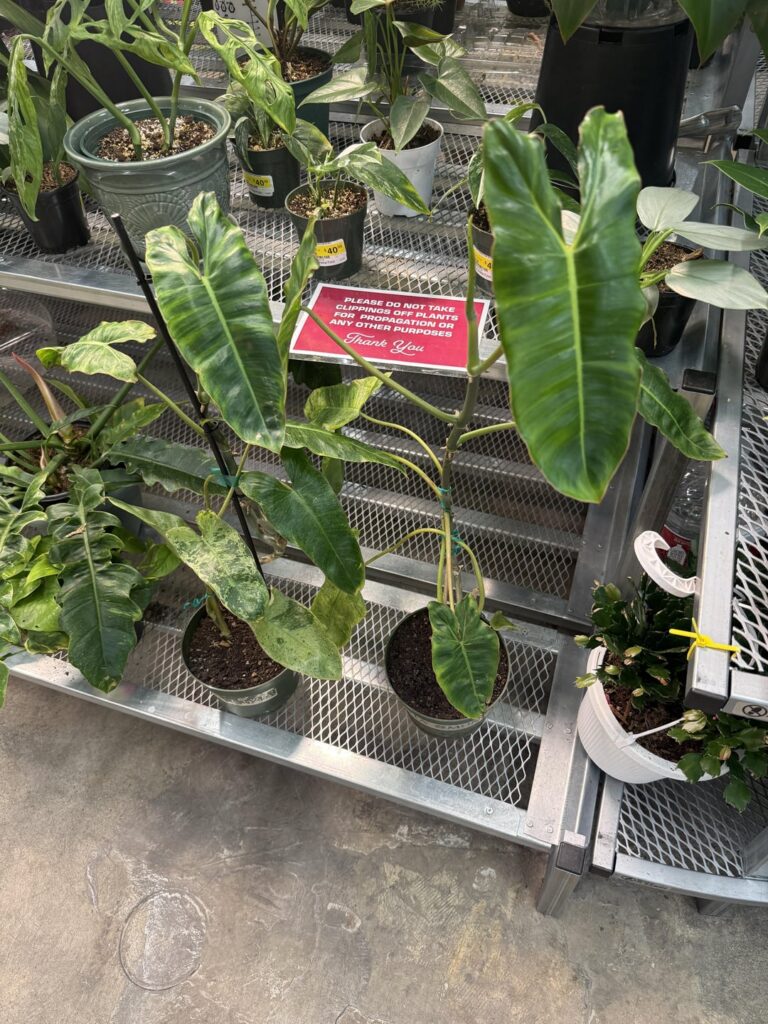 Are these Jose’s worth $30