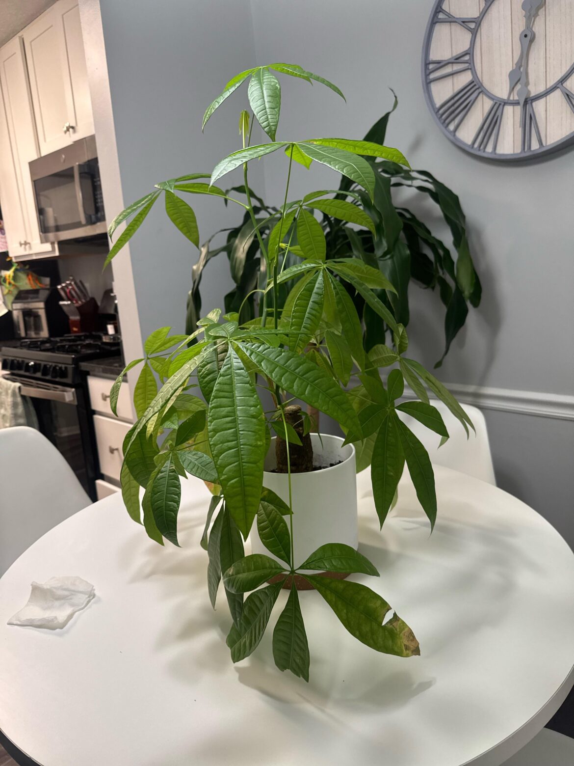 Is it time to prune?