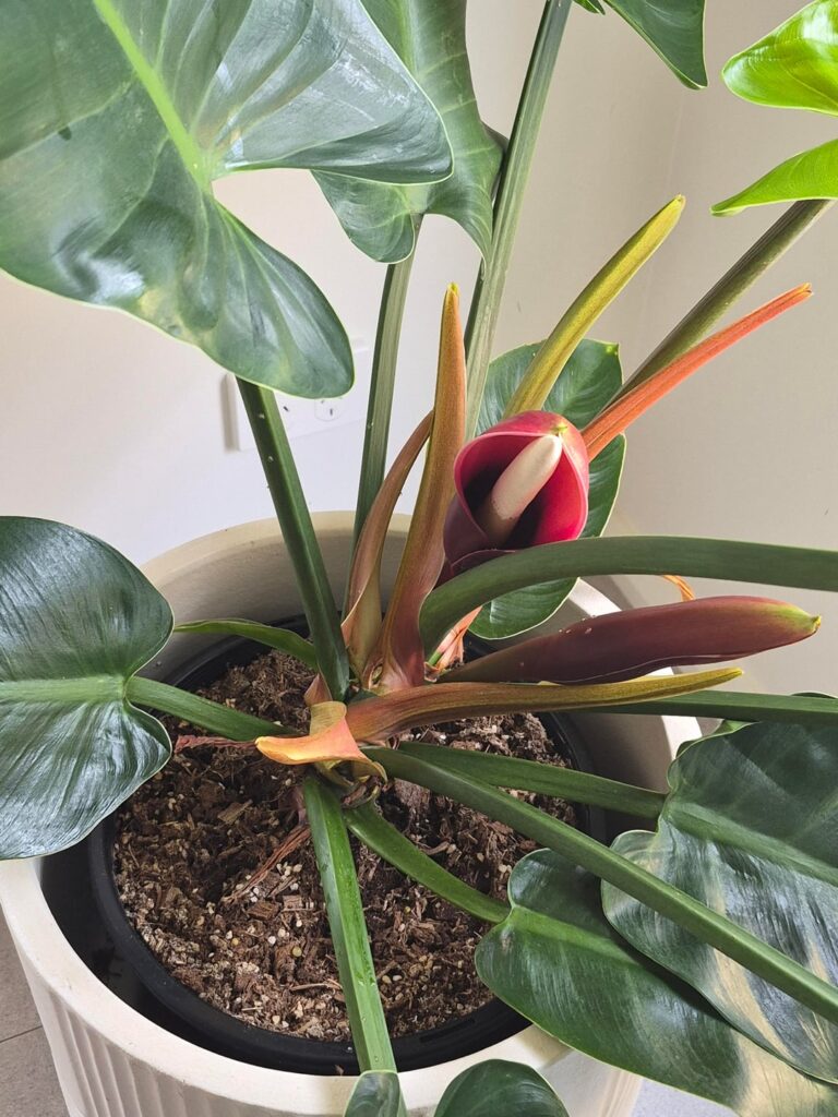 Philodendron flowers