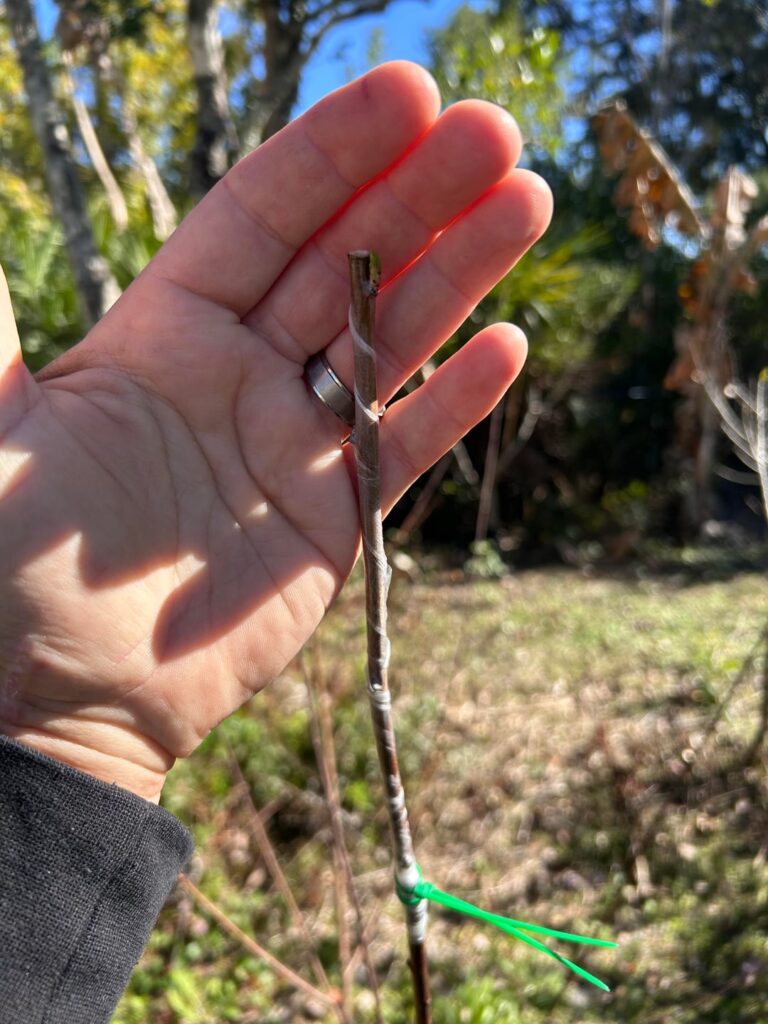 Plum and mulberry grafts