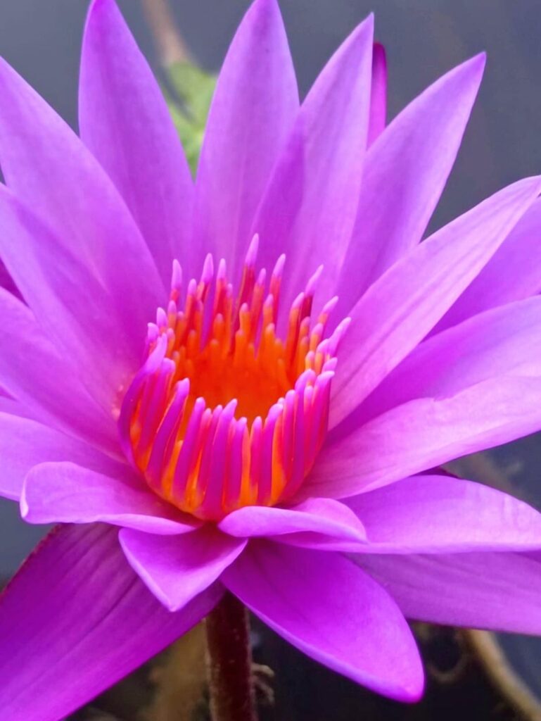 Saw this beautiful water lily