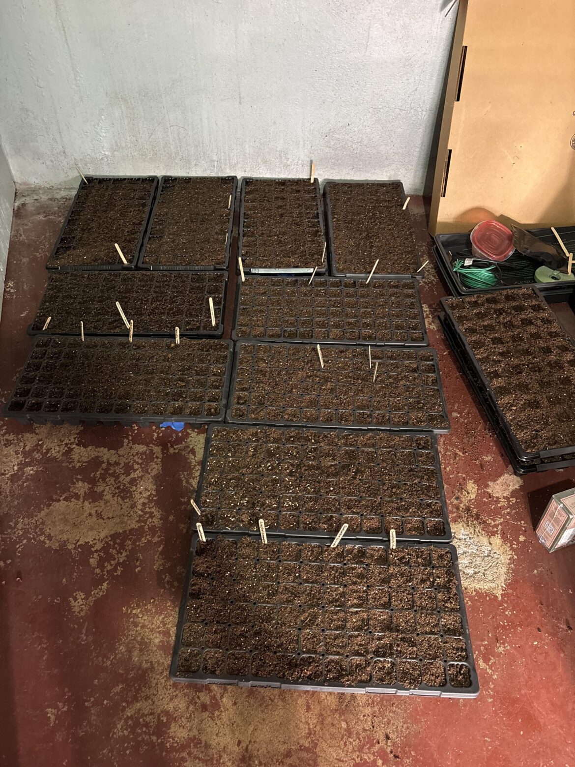 I got 10 trays seeded before the storm I got 10 trays seeded before the storm