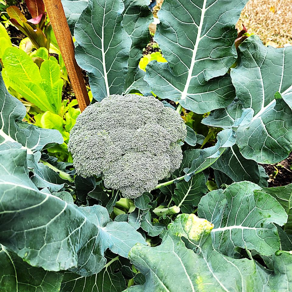 Dark, leafy green vegetables like broccoli, kale, and chard are ideal for a fall garden.