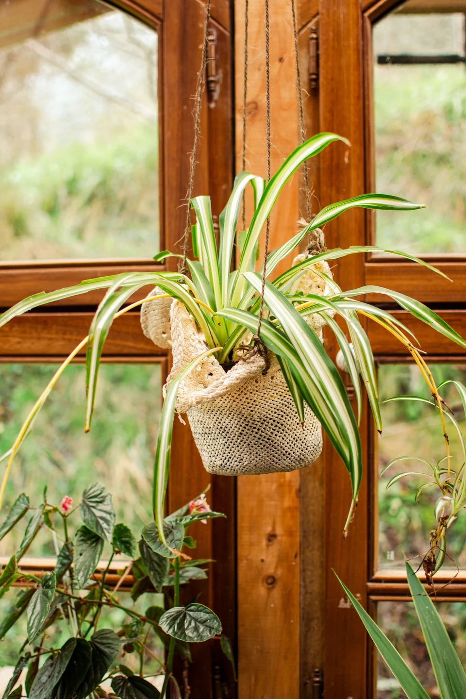 a spider plant hangs in a macrame pot in front of a window