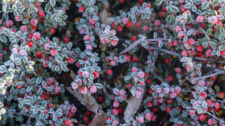 Frost covered cotoneaster