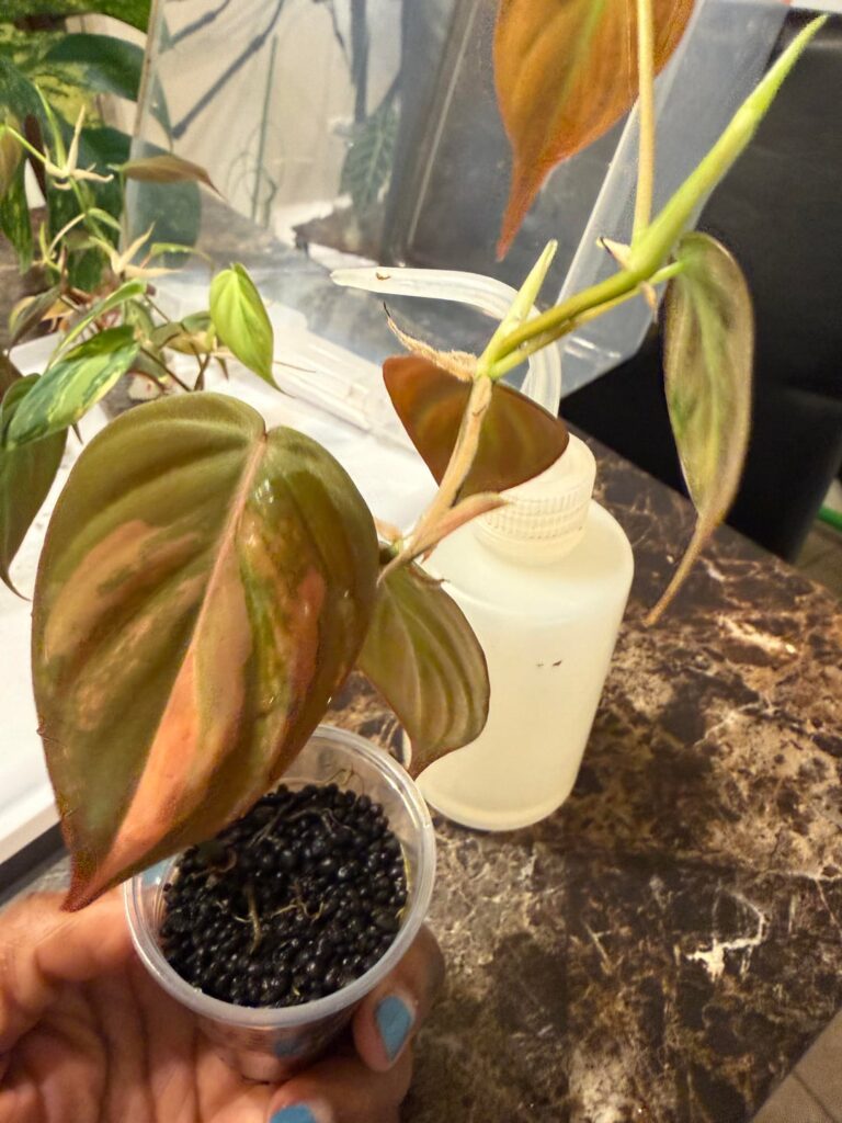 What kind of Mican is this?