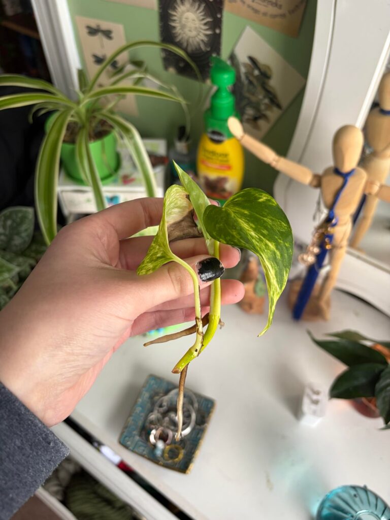 What size pot would be good for a cutting this size? What size pot would be good for a cutting this size?