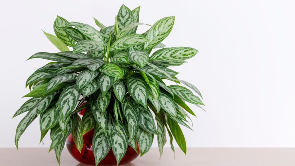 Aglaonema Maria houseplant cuttings in a red glass vase in front of a white wall, Chinese Evergreen, house plant, indoor plant