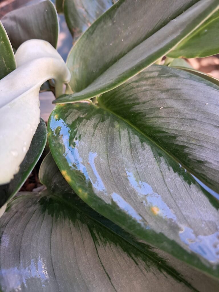 Disease identification. Does anyone know what these yellow and orange spots are on Brandtianum and Scindapsus treubii? Fungus, bacteria, plagues, root rot? Thanks!