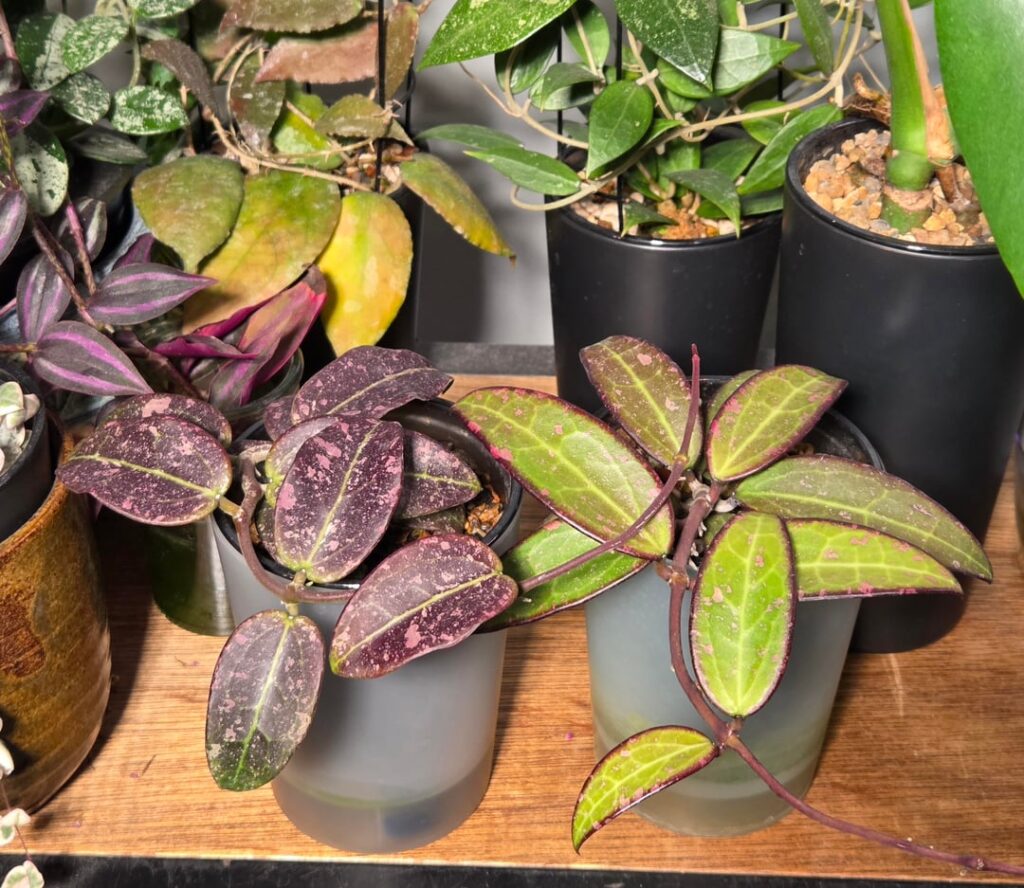 NoID's showing off some pink and purple