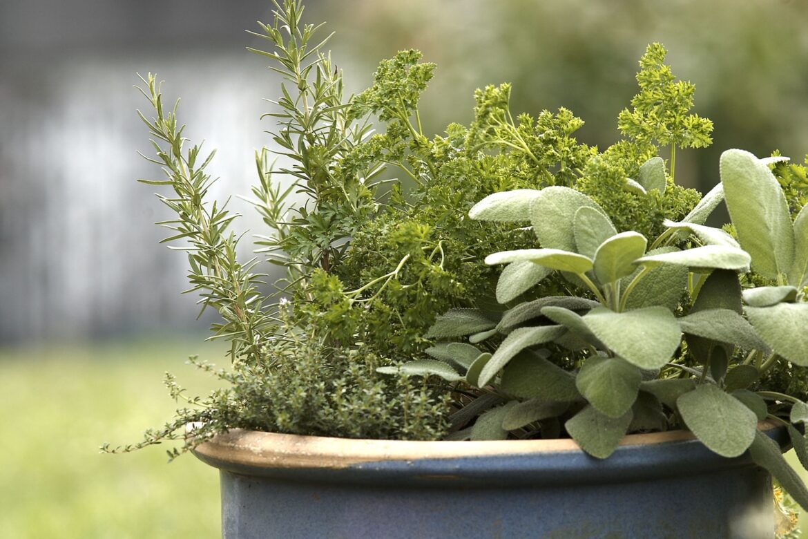 6 Herb Seeds to Start Now for a Quicker Spring Harvest 6 Herb Seeds to Start Now for a Quicker Spring Harvest