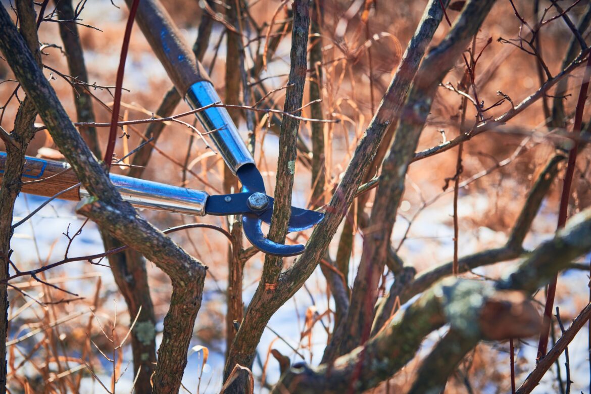 Your January Garden Checklist and To-Do List by Region Your January Garden Checklist and To-Do List by Region