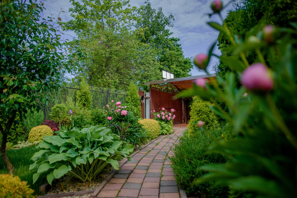 garden with plants and pathway