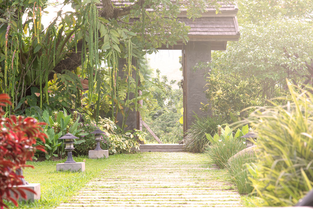 garden with plants and pathway