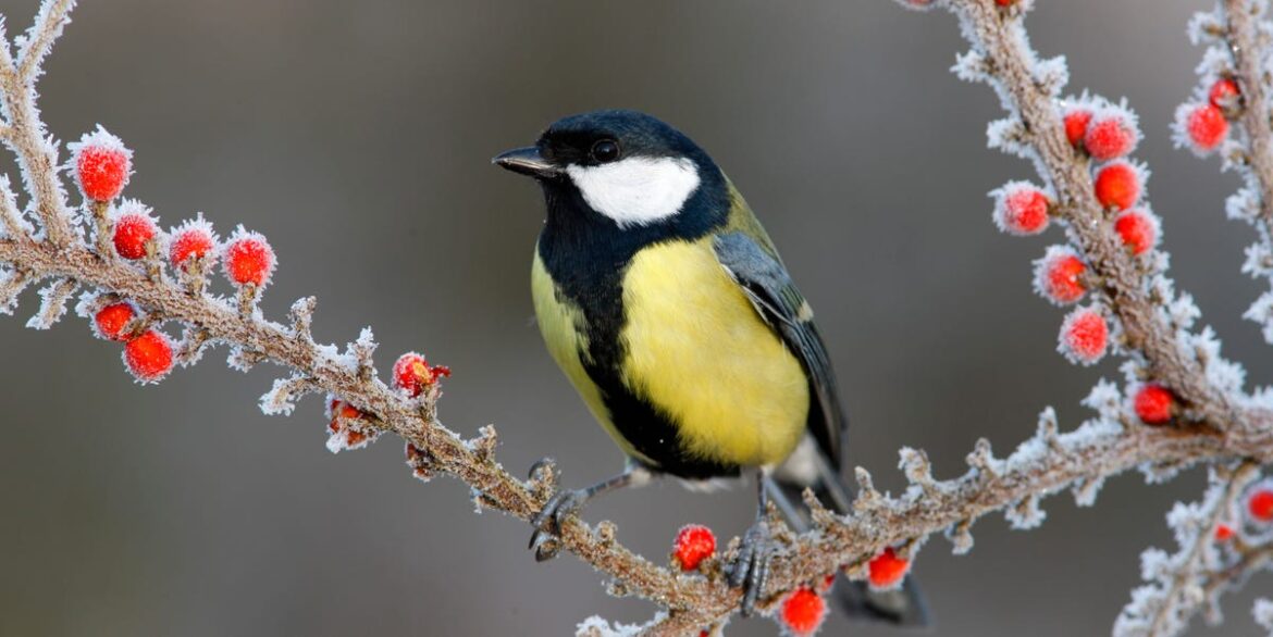 How Birds Stay Warm in Winter: 5 Clever Tricks How Birds Stay Warm in Winter: 5 Clever Tricks