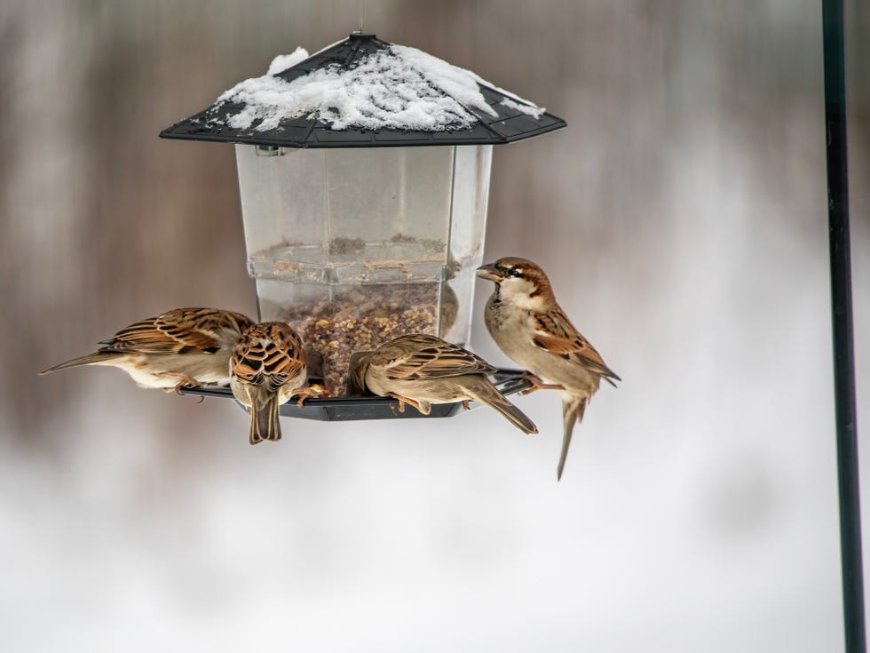 birds feeding from a bird feeder covered in snow