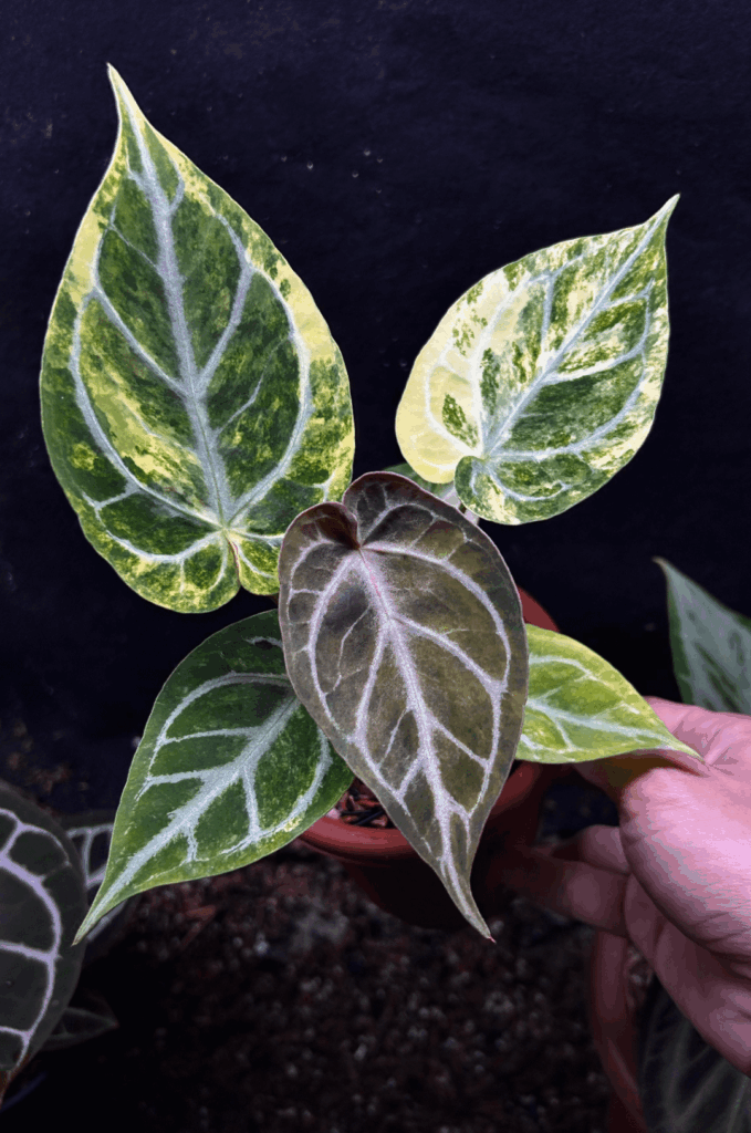 she looks very beautiful🤩🪴