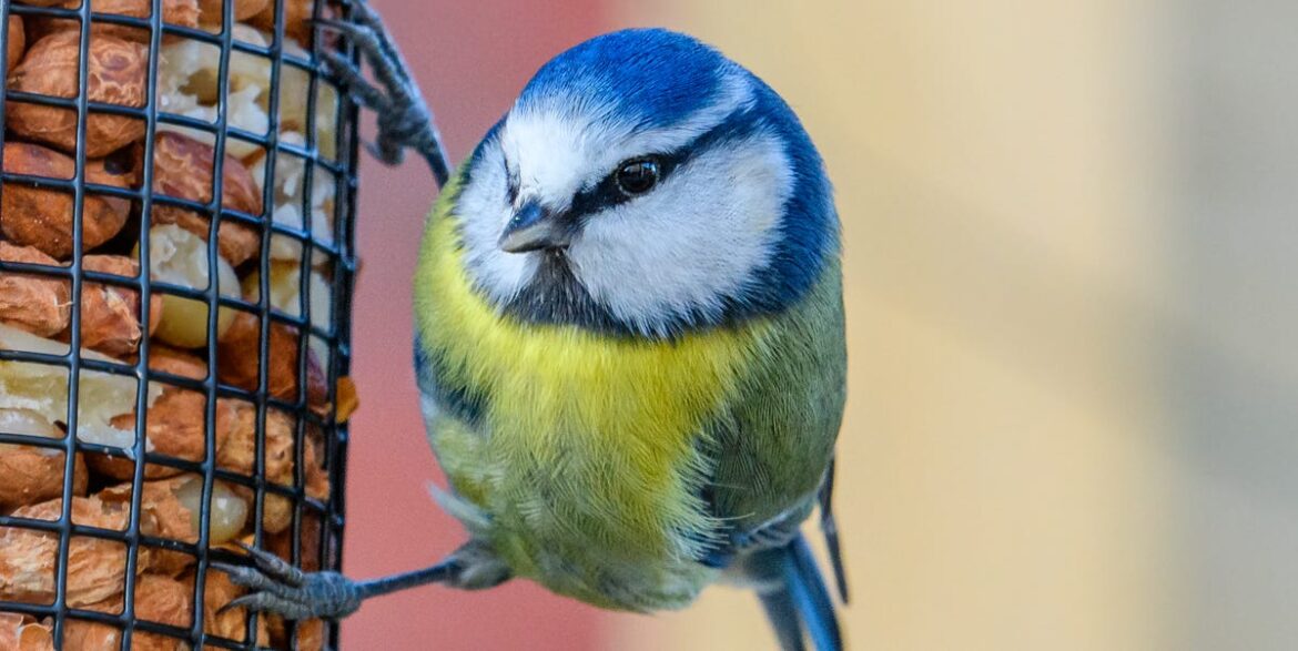 6 Foods That Help Birds Through Winter
