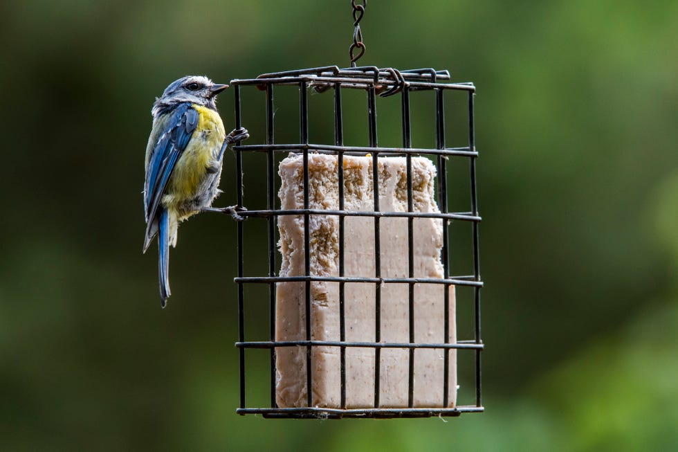 eurasian blue tit (cyanistes caeruleus) juvenile feeding on fat / suet cake hanging from garden bird feeder. (photo by: arterra/universal images group via getty images)