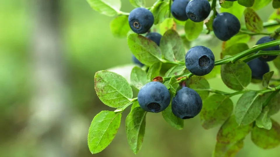 blueberry bushes
