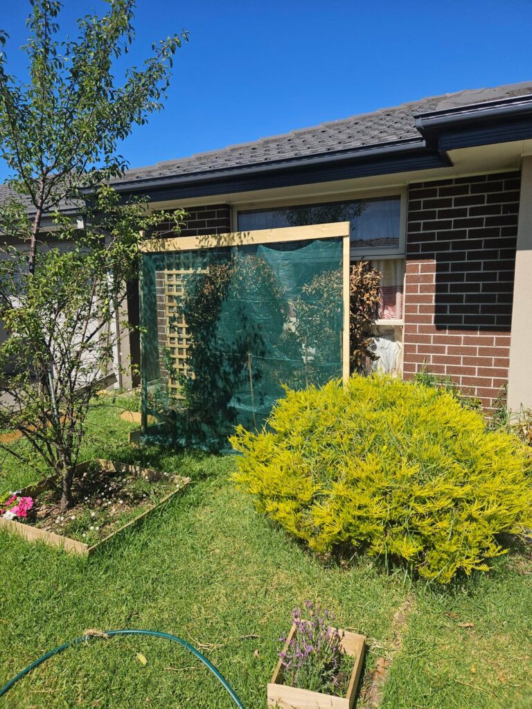 Will this newly transplanted cammelia survive?