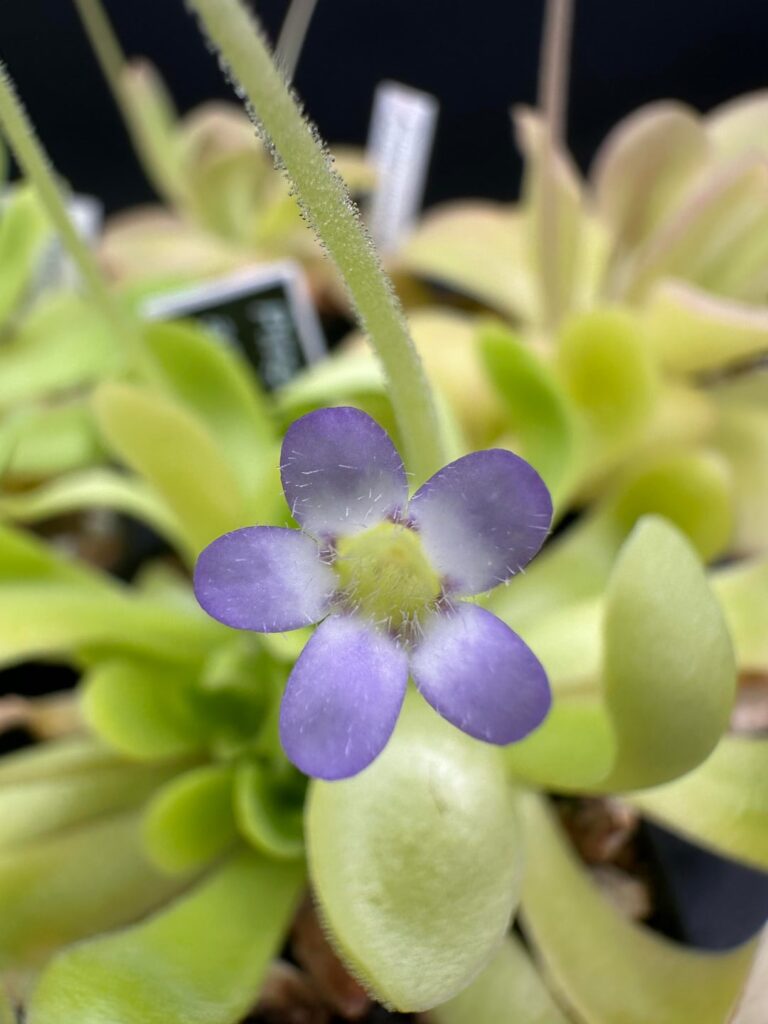 Five different Pinguicula agnata strains all flowering at the same time.