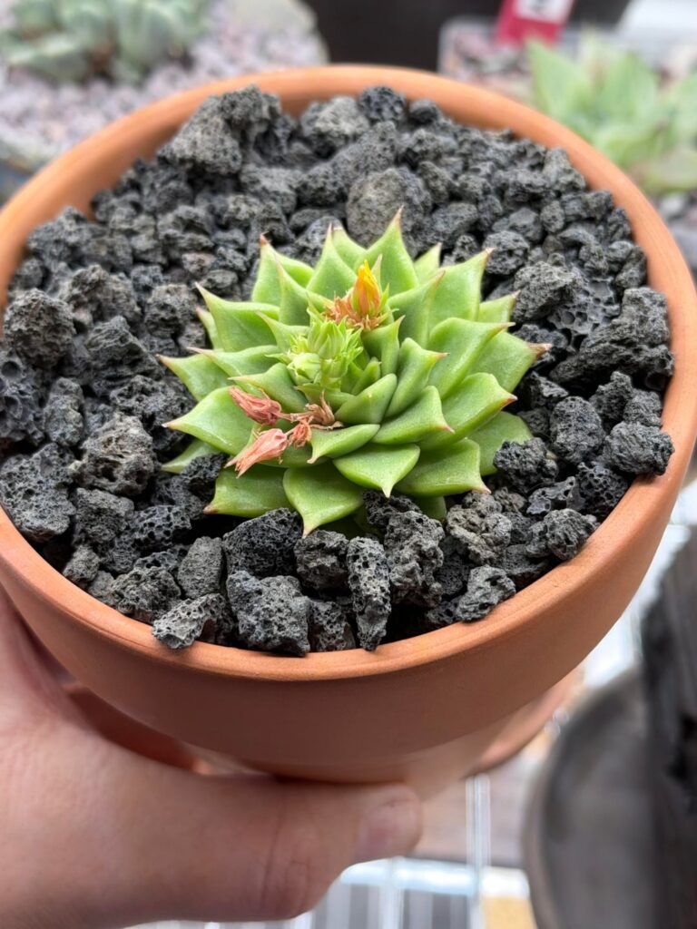 Three stages of flowering