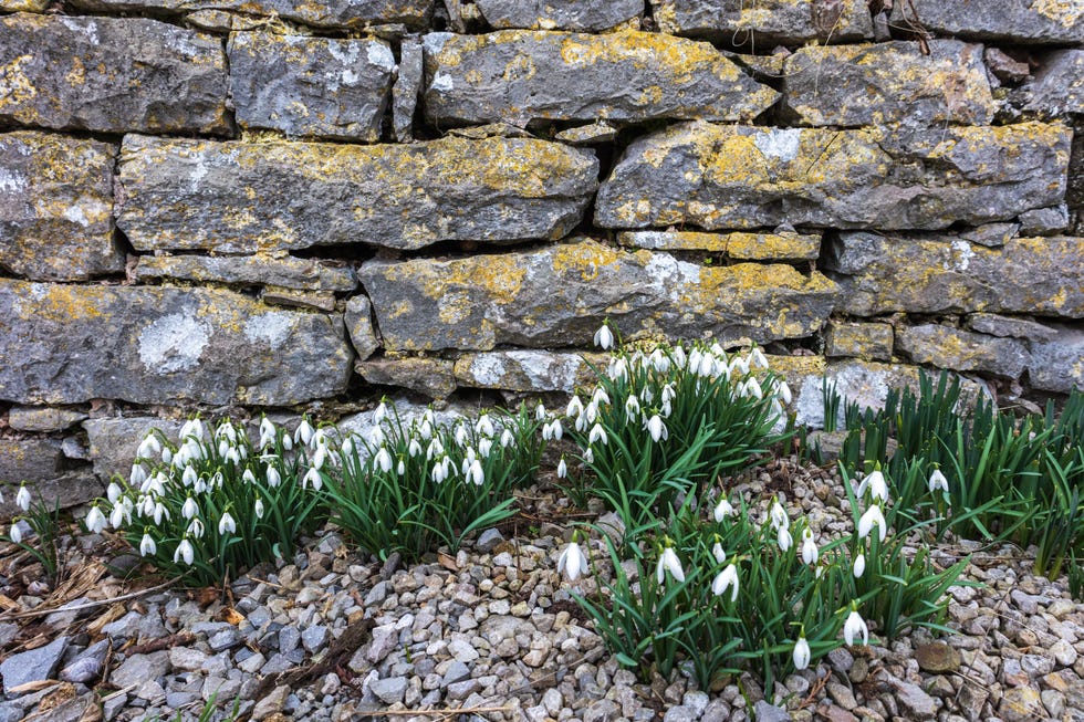 early flowering plants and flowers in a garden in winter in the united kingdon