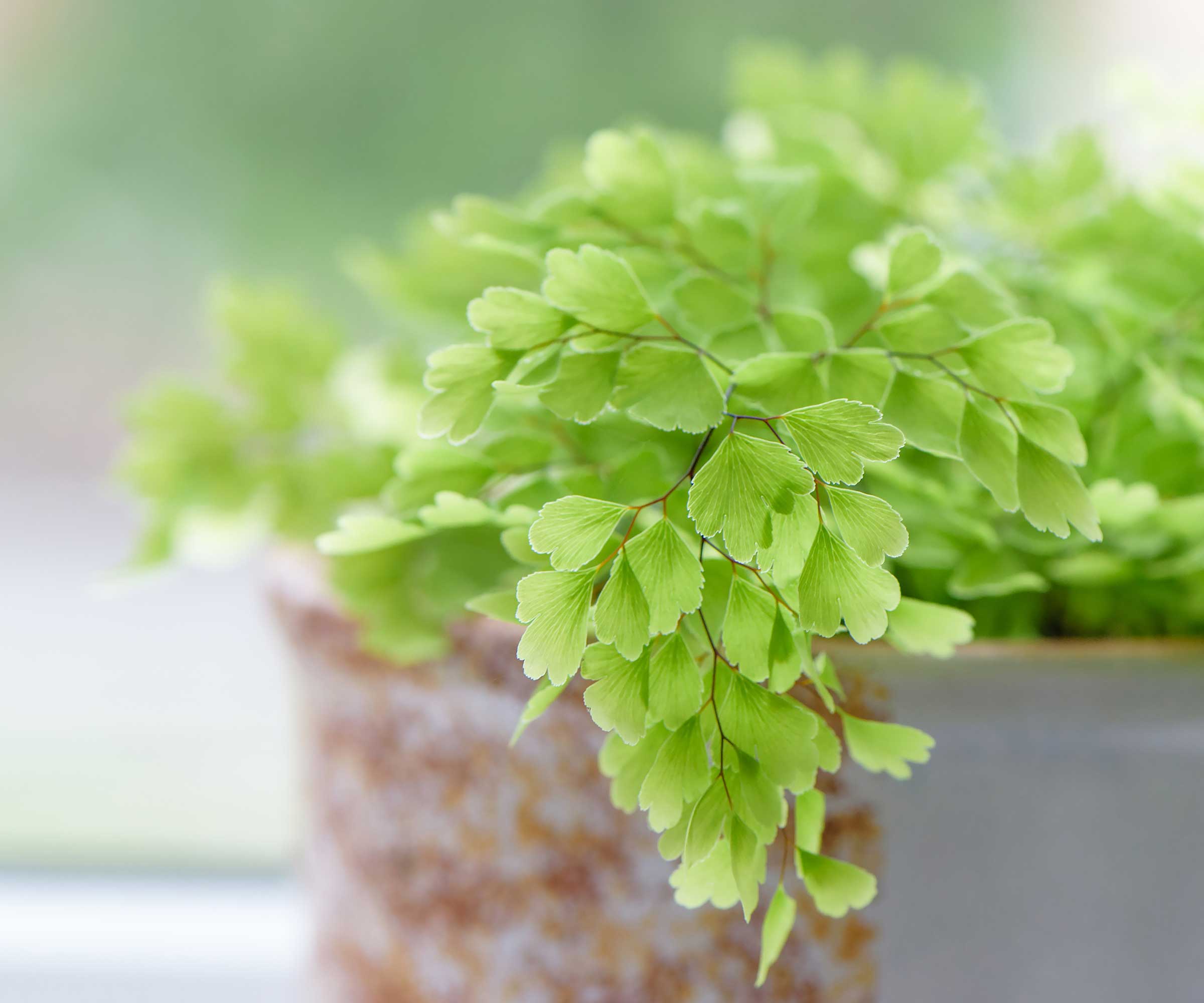 potted indoor maidenhair fern on windowsill