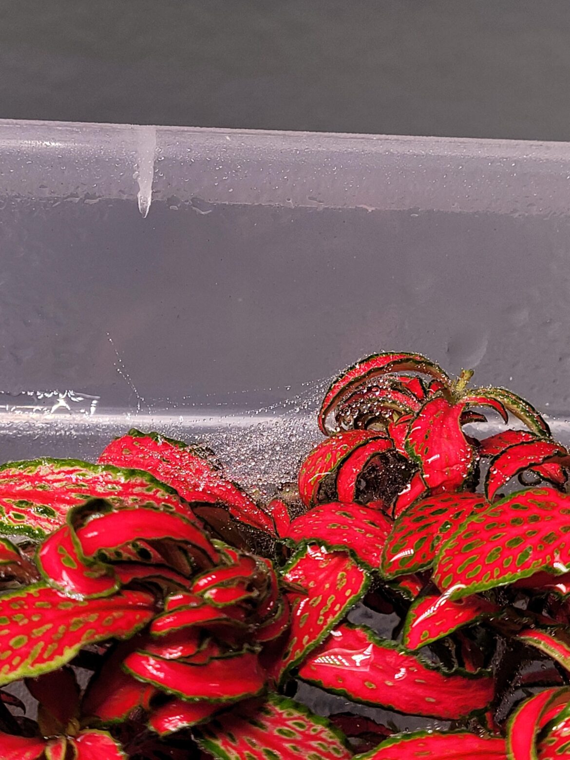 Spider out there getting her Bachelor's degree in architecture