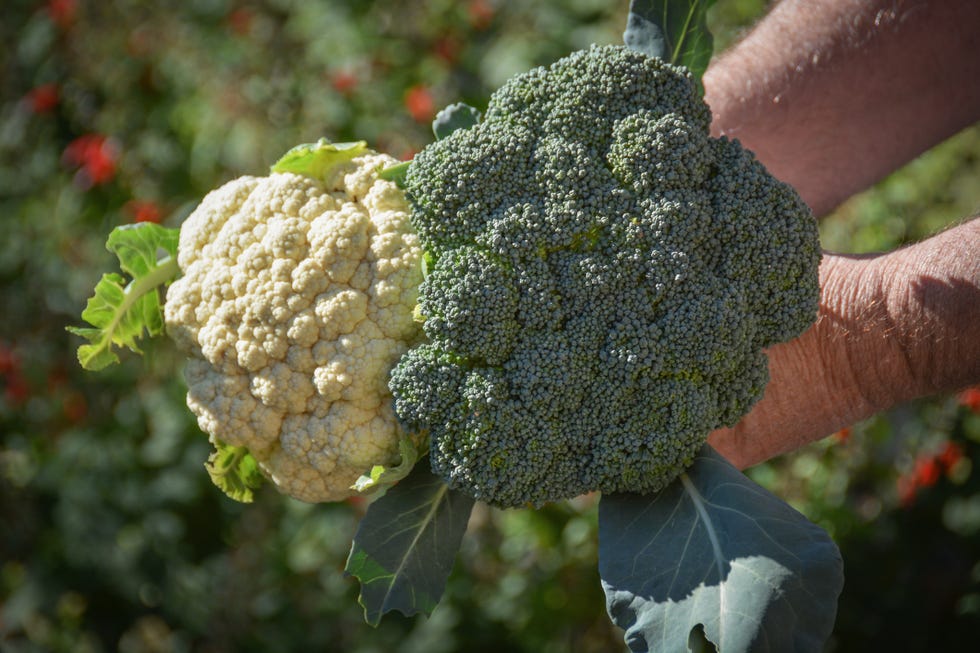 cauliflower and broccoli heads fresh from the garden