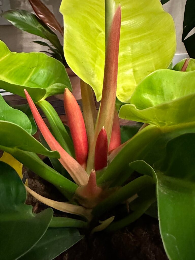 Are these new leaves, or flowers?