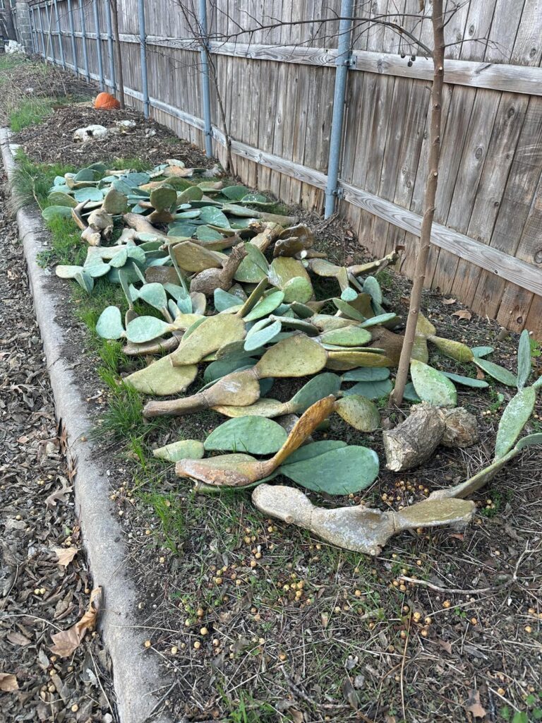 Free Heap of Healthy Prickless Prickly Pear