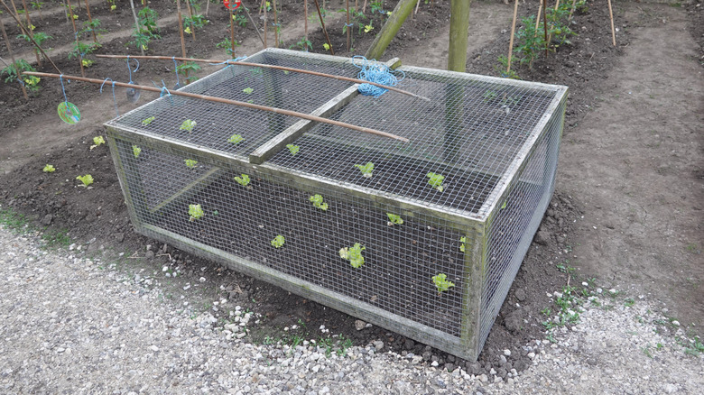 cage over young lettuce plants