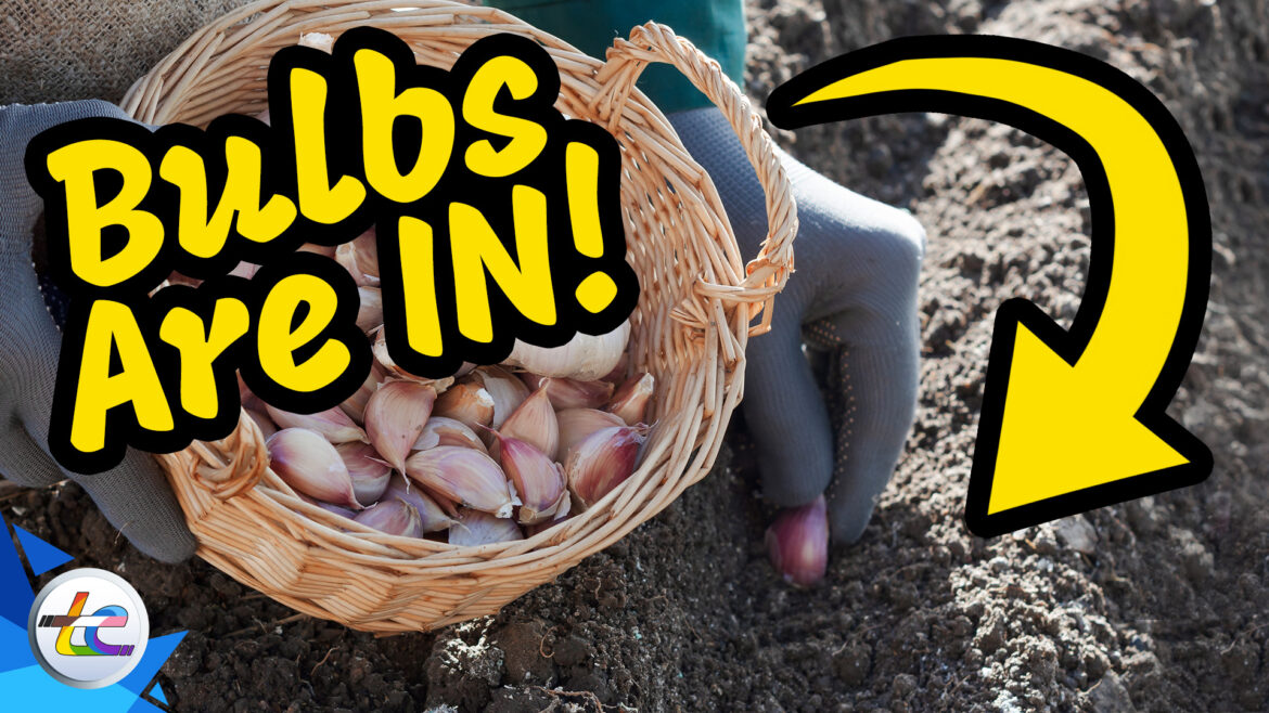 Transport Evolved Chicken and Garden Update: Our Bulbs Are In!