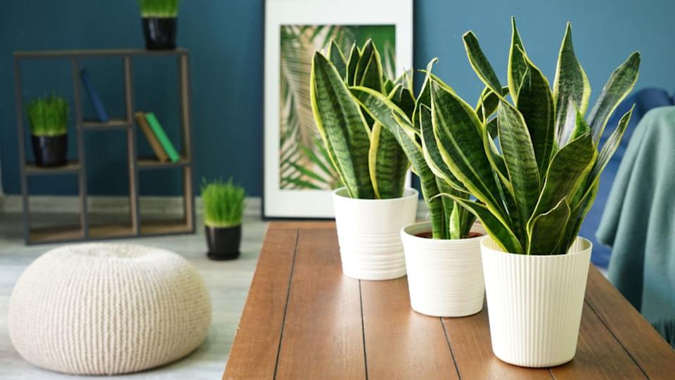 Snake Plant (Sansevieria plants) on table in modern room