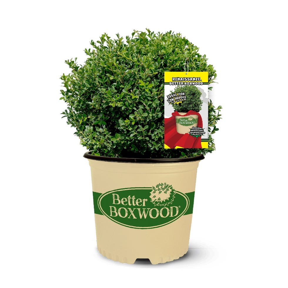 Renaissance Boxwood Foundation/Hedge Shrub in 2.5 -Quart Pot