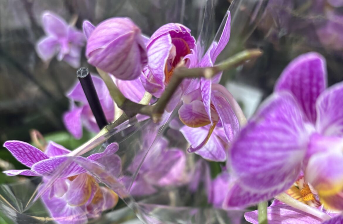 Orchids