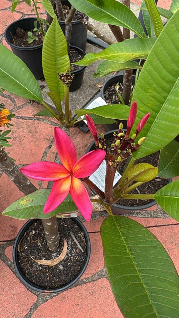 Frangipani in bloom