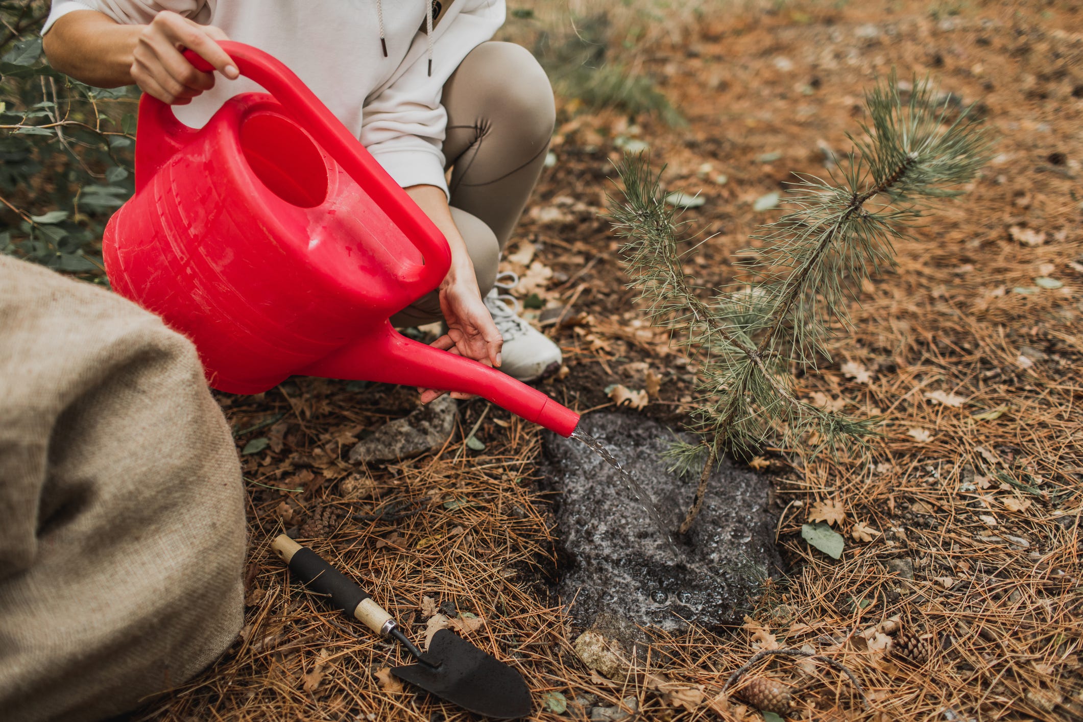 Person Watering a Young Pine Tree During a Reforestation Activity in Nature