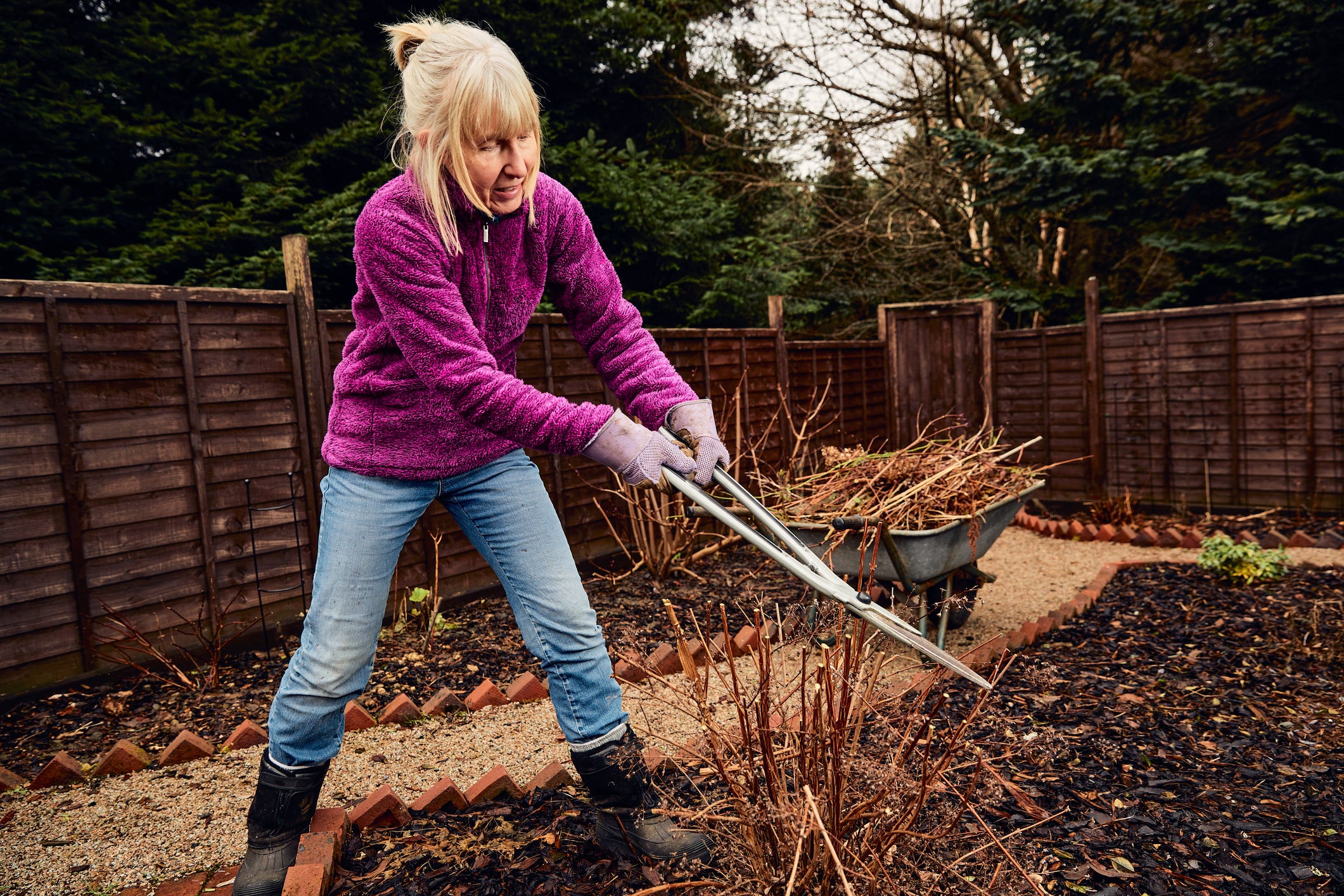 what to prune in jan and feb roses.jpg